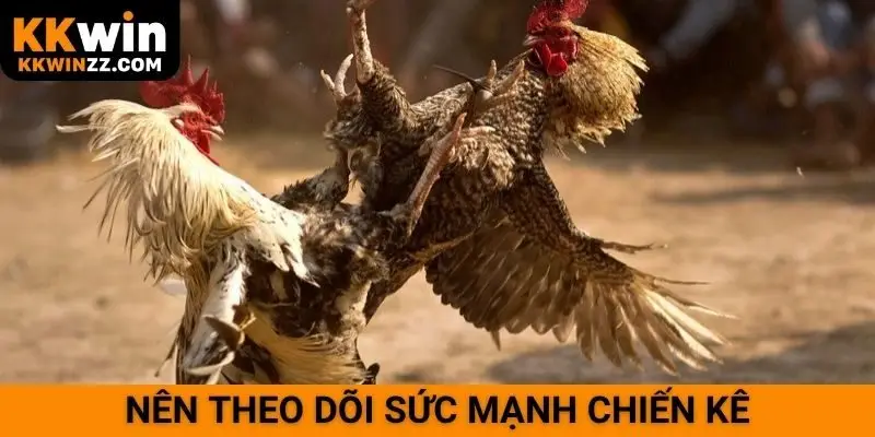 Nên theo dõi sức mạnh chiến kê